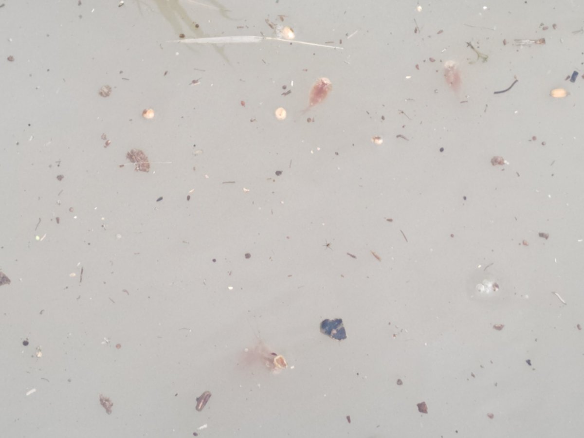 aya01flt's tweet photo. 今年も田んぼにカブトエビが沢山で出てきました。
毎年これを見るのが何故か楽しみ(笑) https://t.co/99z2VazOp9