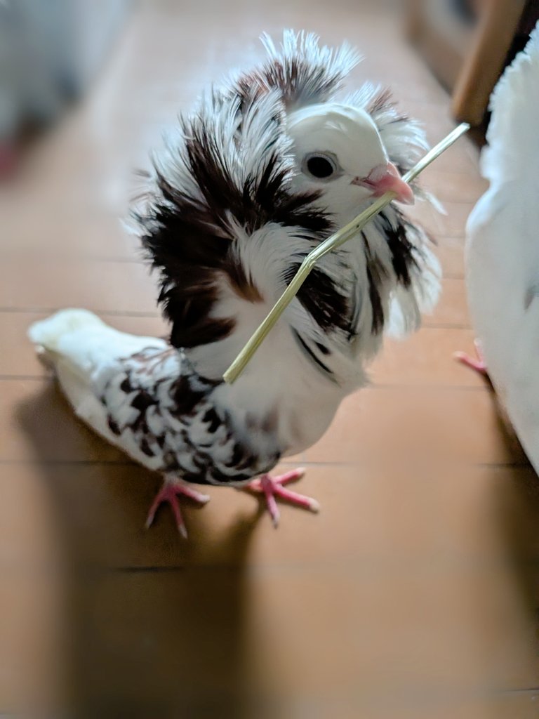 ChisaRi tweet media