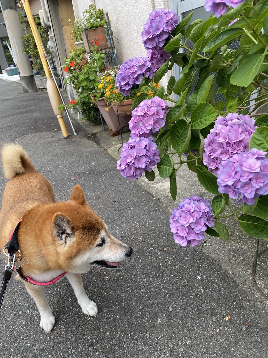 chanmini91's tweet photo. おはようございます🐕 https://t.co/Zuwn46ei0S