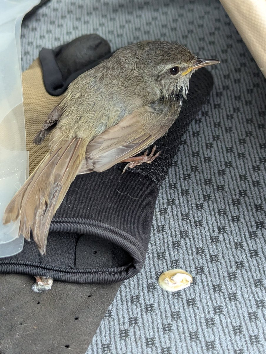 3rd_works's tweet photo. 出勤中
道路にうずくまってた野鳥
クルマに轢かれるのも嫌なんでいったん回収
ケガしてる様子もなくしばらくしたらクルマの中で飛び始めたのでリリース
ウグイスの幼鳥っぽい(　ﾟдﾟ) https://t.co/5kPklglCwH