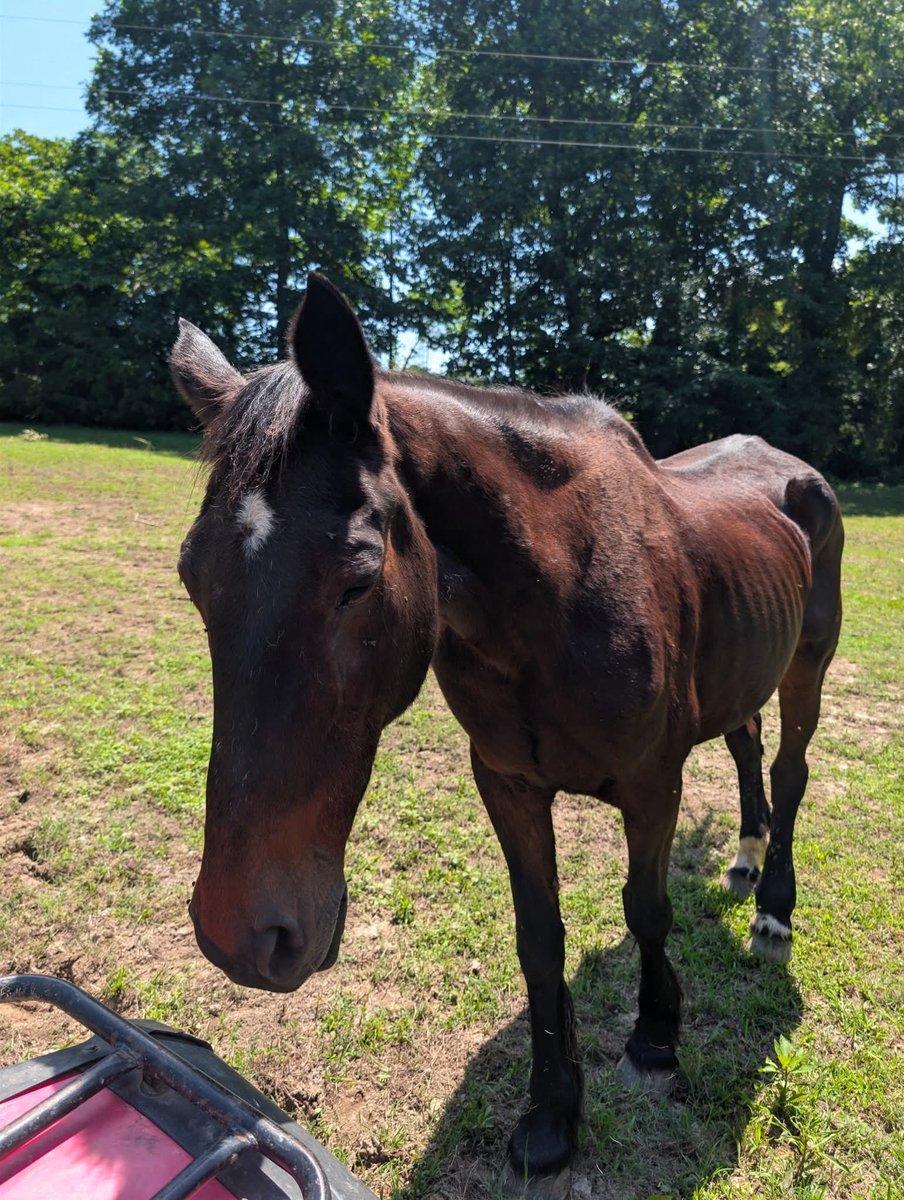Wildheartssanc1's tweet photo. ❤️RESCUE UPDATE❤️

THANK YOU ALL  for helping the unbranded mare who worked all her life as a buggy horse! 
She is safely in quarantine and now has a name - BEAUTY! https://t.co/moo0u92tcU