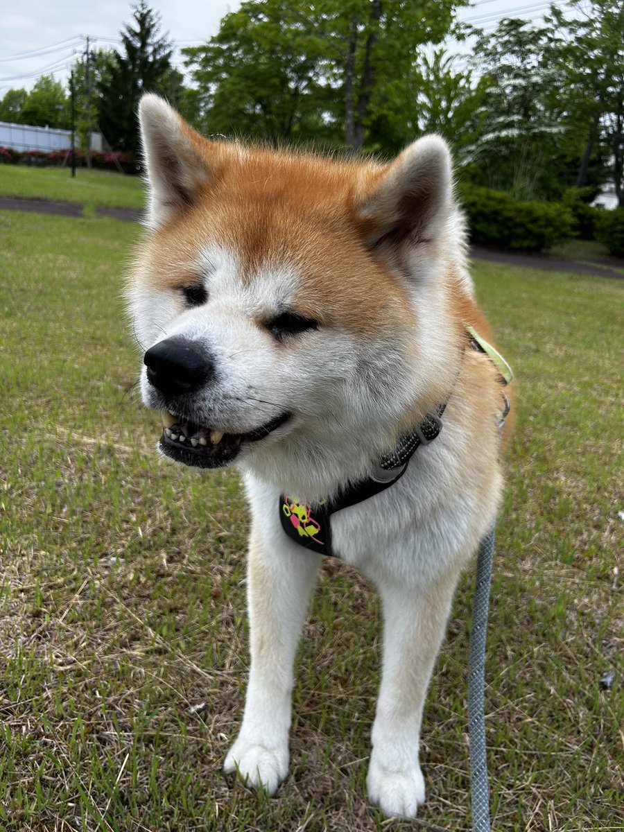 HapochiHapochi1's tweet photo. おはようございます☔

今日も蒸しますなぁ～���🐶💦💦 https://t.co/rxdDZxDTxb