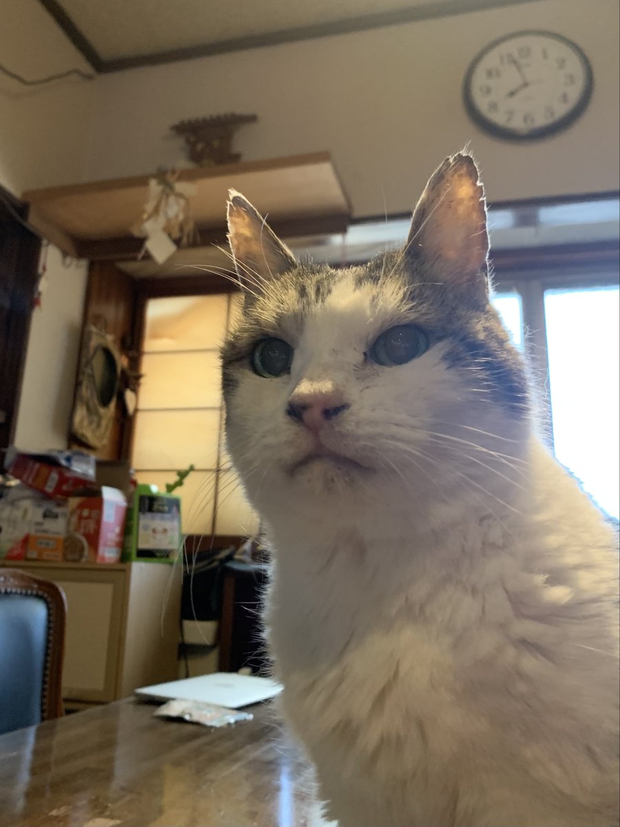 おはニャン☀️ 朝8時のニャマテラス様 良き1週間を😼🎩