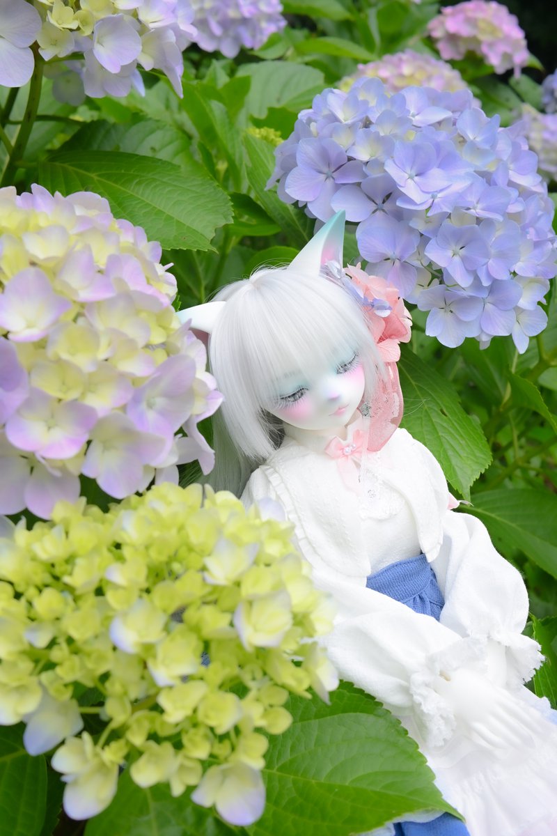 fuse96045's tweet photo. #カワイイガールで月曜ストレスが減るらしい 

紫陽花の妖精み〜つけた😆🎵

今年の紫陽花も無事撮影出来ました😊
#DearMine  #うちのこかわいい https://t.co/sh20Iu29zR