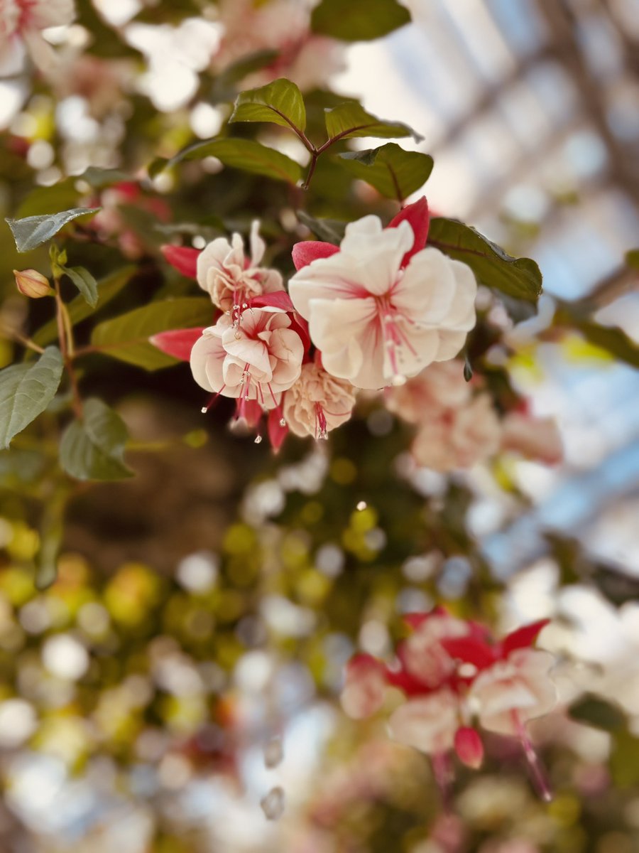 hakuloco's tweet photo. #TLを花でいっぱいにしよう
#フクシア
最近フクシアの魅力に取り憑かれてる
花言葉は「信じる愛」「慎ましい愛」など。 https://t.co/Lyn0fxesWY