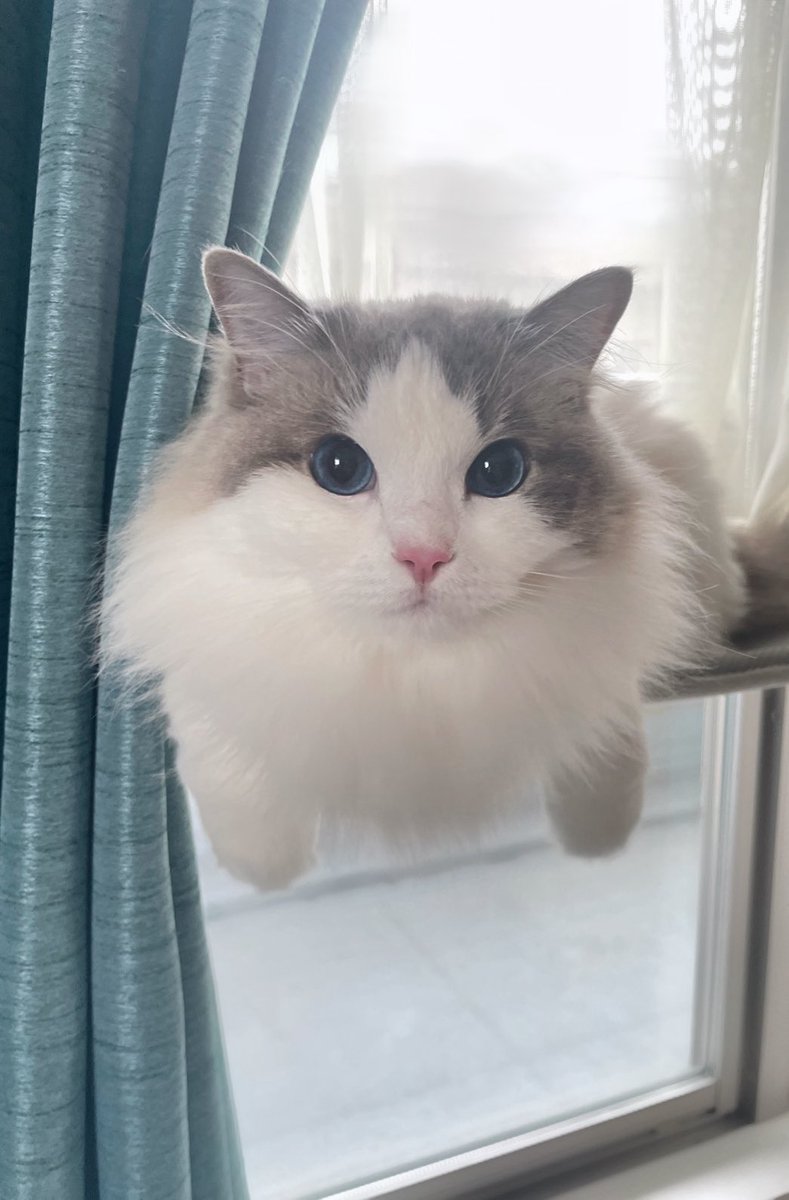 Peerless0819's tweet photo. 雨だからとりさん来ないの

 #猫がいる幸せ #ねこかわいいね https://t.co/rXNC030BYG