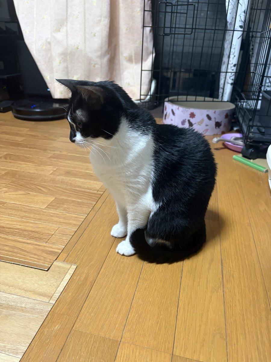 tkst0613's tweet photo. 今日のクリームパン🐈
固まってる
#保護猫 #猫のいる暮らし https://t.co/R7Hxw4HdbZ
