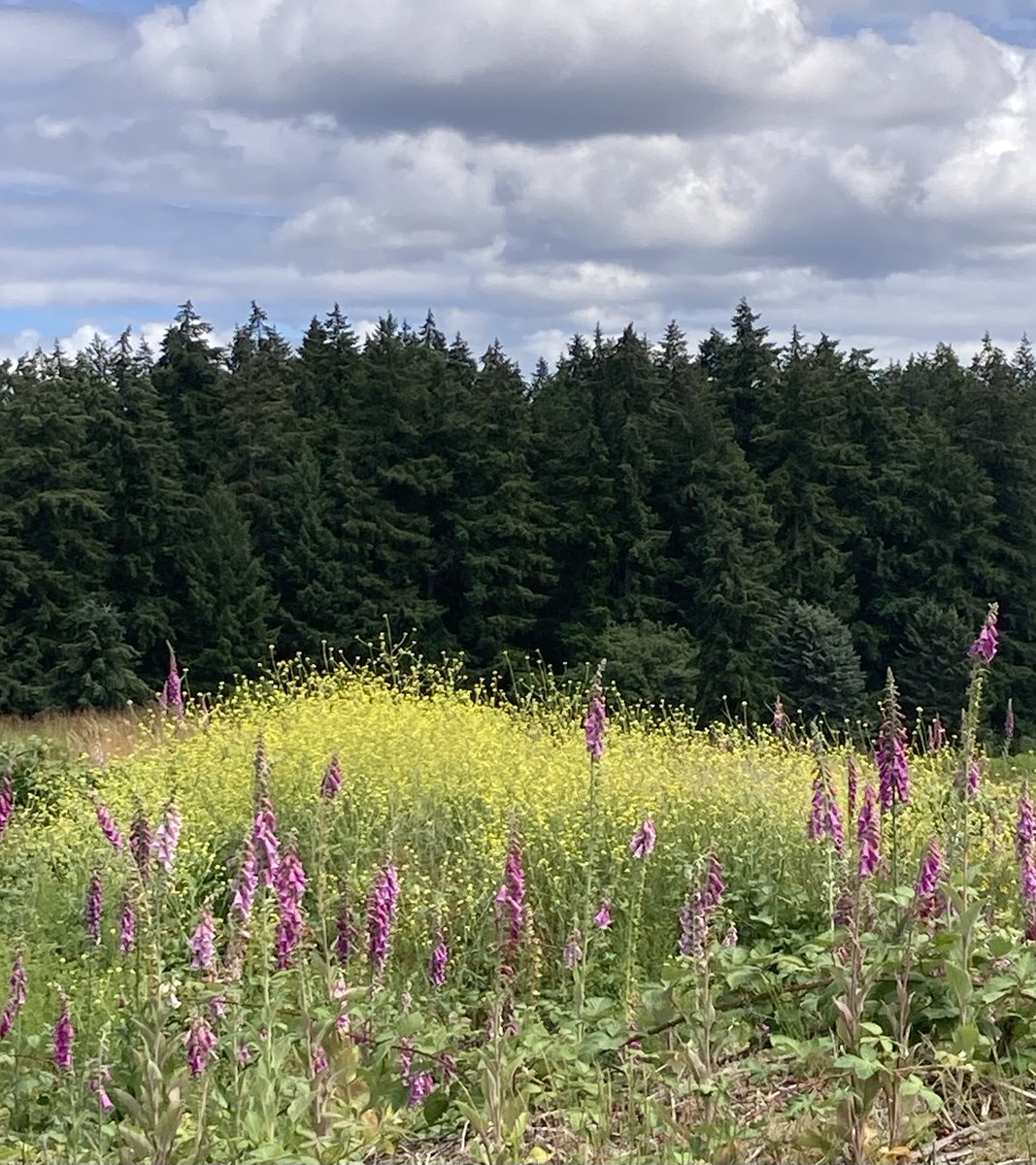 G8rgrrlCheryl's tweet photo. I’m walking today at the South Puget Sound Wildlife Area in Lakewood (the old game farm on Phillips Road). It’s the first time I’ve seen a deer here. She went into a thick copse, and I’m guessing she has a fawn bedded down there. #pnw https://t.co/fhBto6RQLR