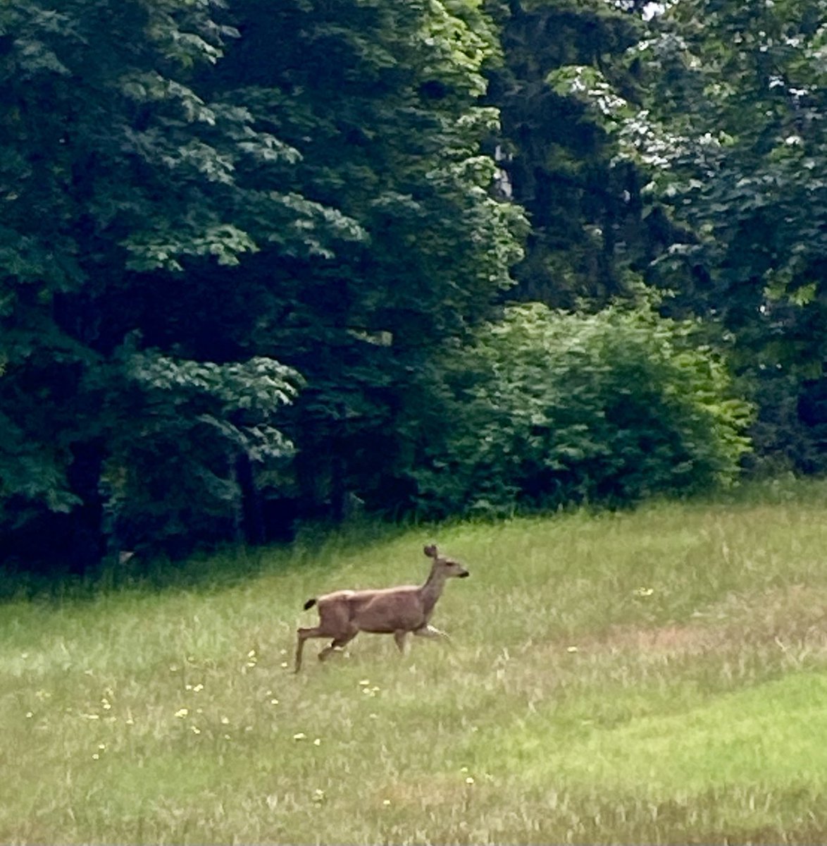 G8rgrrlCheryl's tweet photo. I’m walking today at the South Puget Sound Wildlife Area in Lakewood (the old game farm on Phillips Road). It’s the first time I’ve seen a deer here. She went into a thick copse, and I’m guessing she has a fawn bedded down there. #pnw https://t.co/fhBto6RQLR