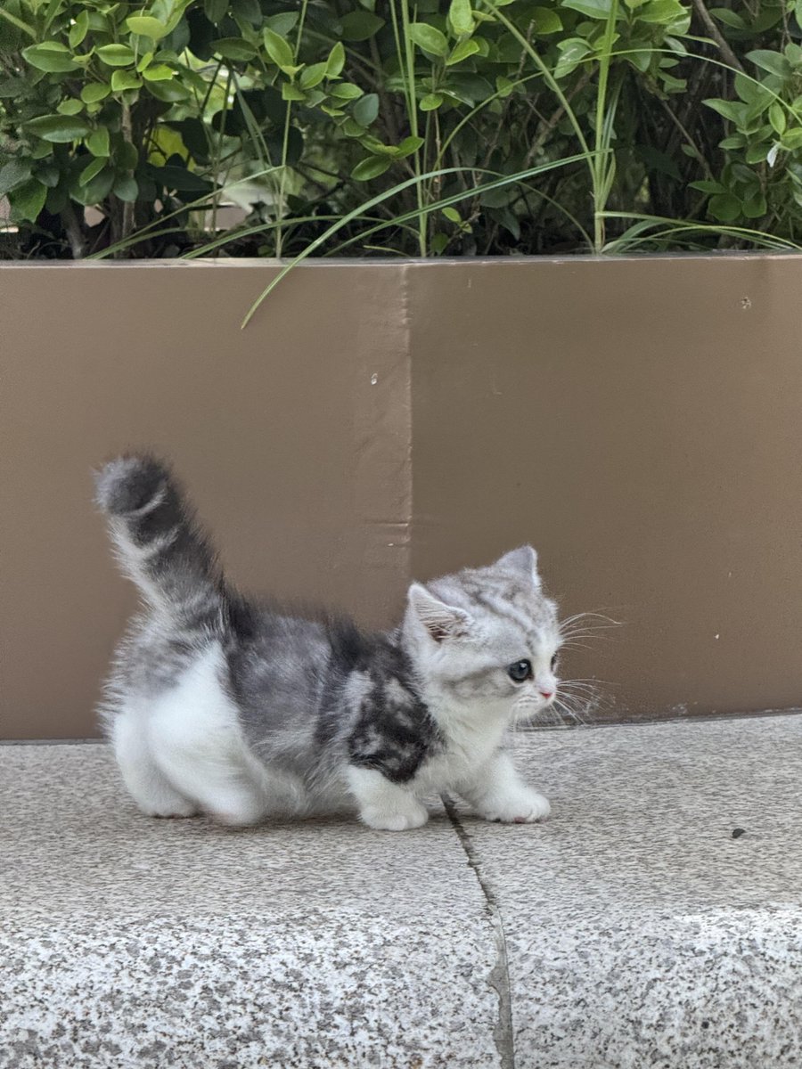 martinbeloso's tweet photo. My little furball just turned 6 months! Wobbly walks, zoomies, and all the cuddles—pet parent life is the best ， https://t.co/fYCGHE6iLh