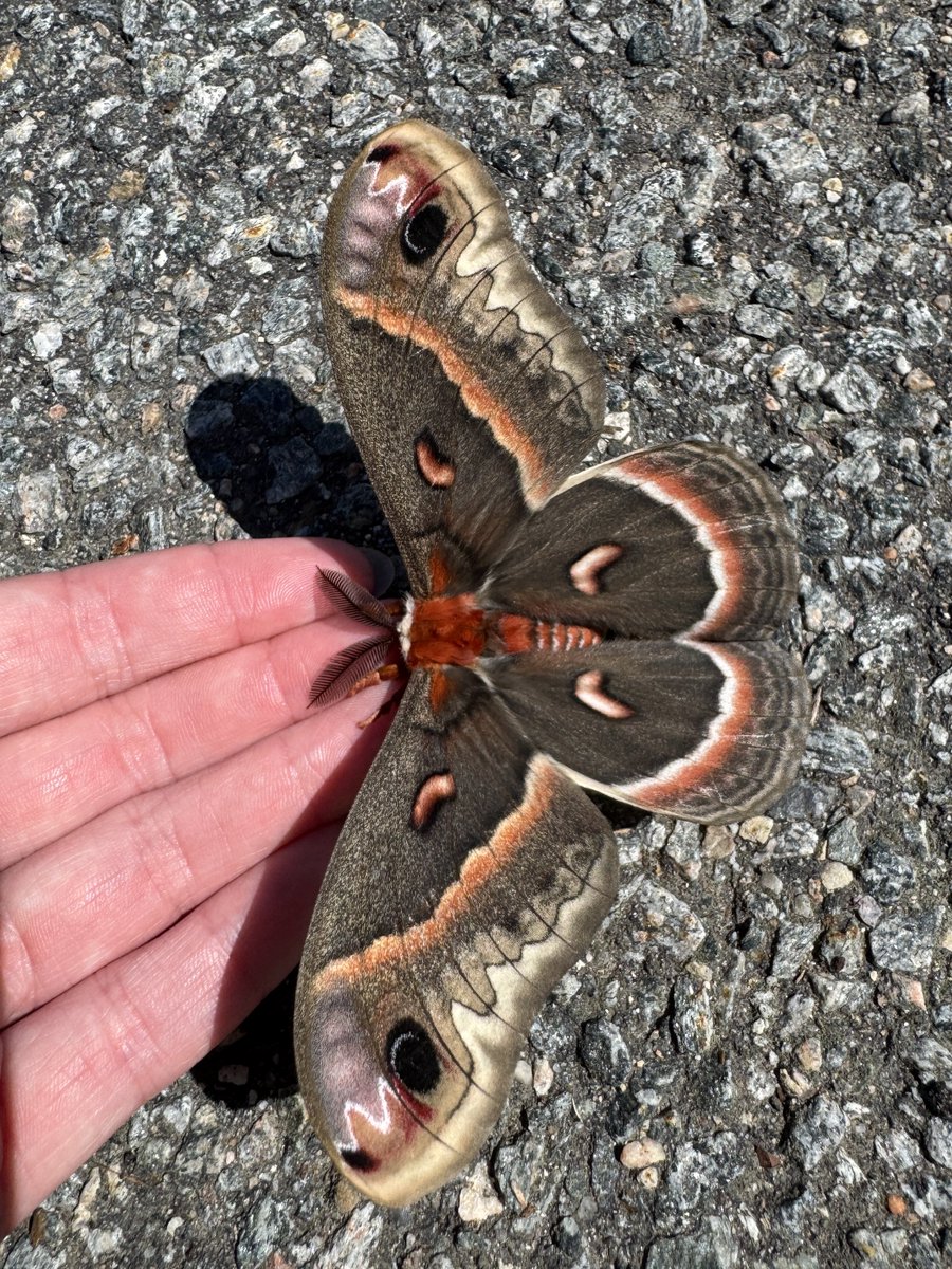 ne0petsgirl's tweet photo. I saved a cecropia moth this morning! he was so fuzzy he felt like holding a tiny plushie. they’re the biggest native moths to North America with a life span of only 2 weeks. I loved him https://t.co/WcRYid1y97