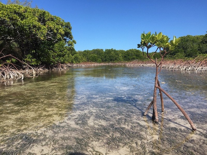 jcu's tweet photo. Mangrove forests are showing signs of recovery worldwide according to new research from Tulane University, co-authored by Professor Nicholas Murray from JCU's Global Ecology Lab 🌊📈🍀

Read the full story here 📰👉https://t.co/kFOgapqw3z https://t.co/on6tNiKKLh