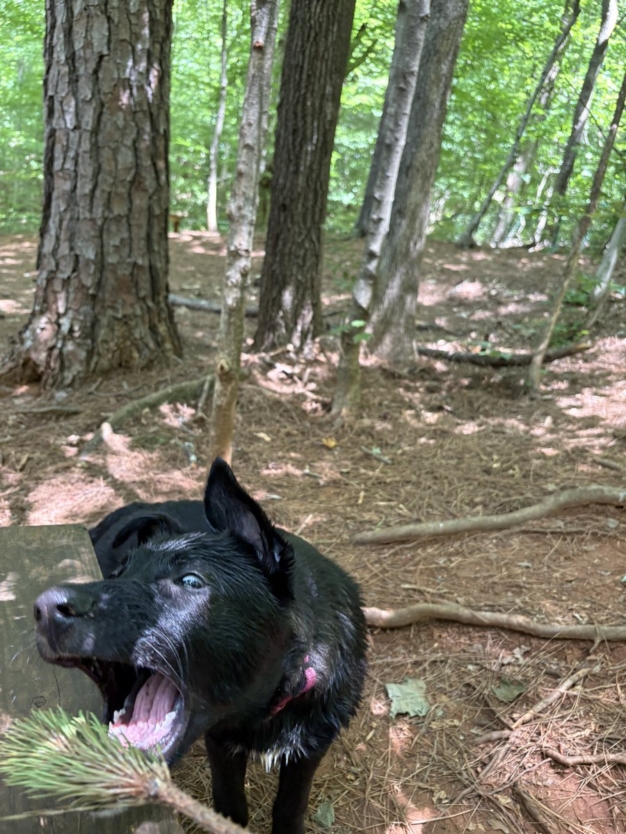 appleprussell's tweet photo. very busy weekend of graduating kindergarten and playing cheetahs in the woods! https://t.co/TBezTRZ8s8