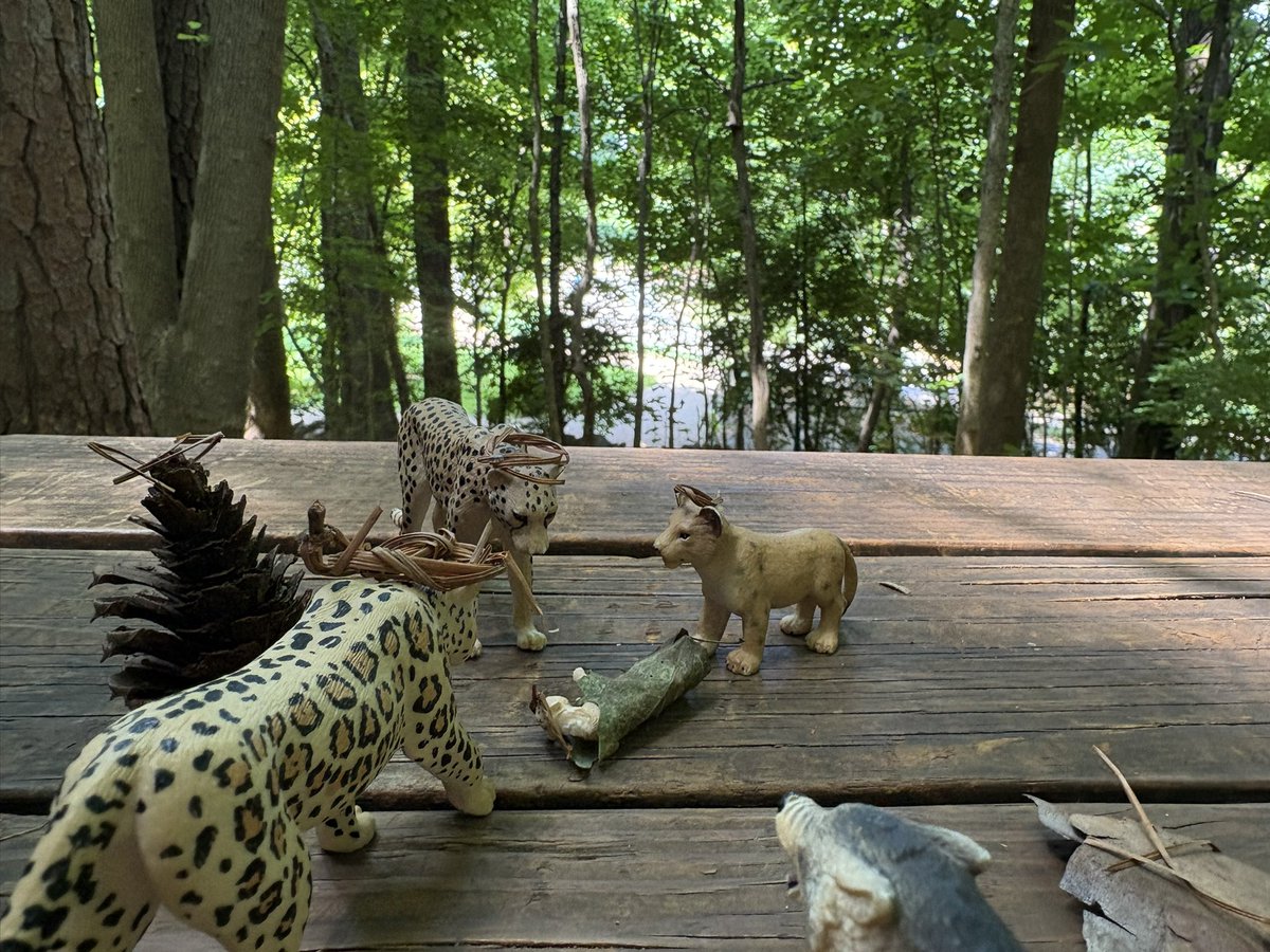 appleprussell's tweet photo. very busy weekend of graduating kindergarten and playing cheetahs in the woods! https://t.co/TBezTRZ8s8