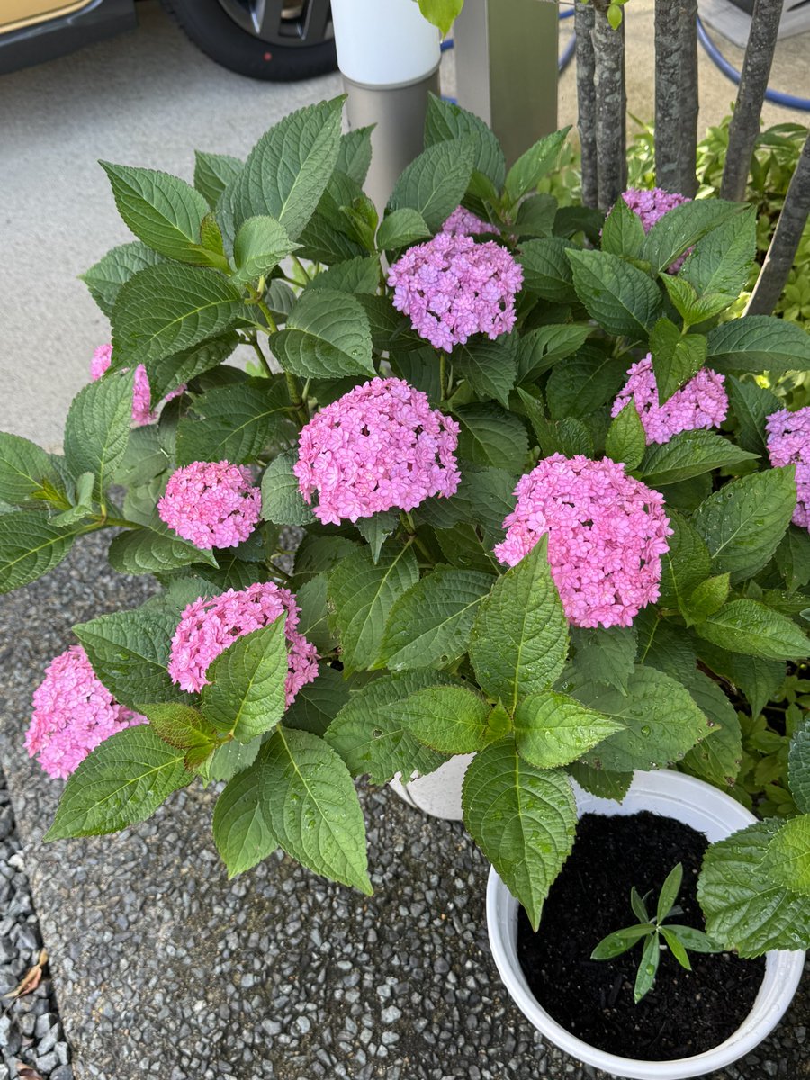 WistariaAddict's tweet photo. 紫陽花咲いた✌️ https://t.co/5gtoJxeLAj