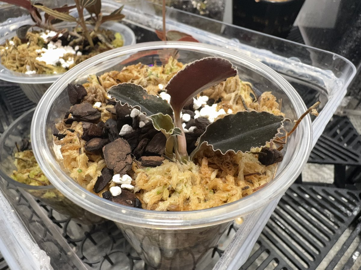 Kuhlhasseltia javanica クールハッルティア・ジャバニカ 様々な趣味家