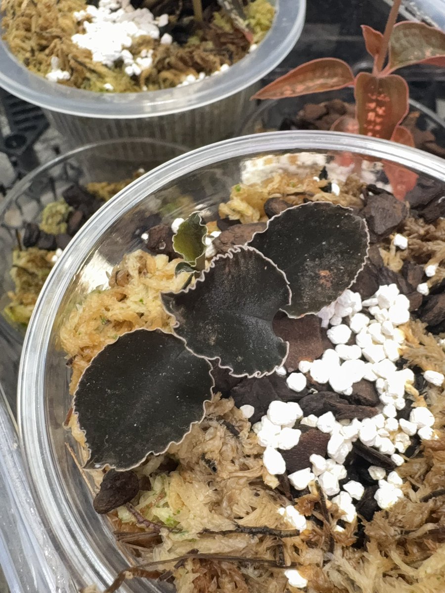 Kuhlhasseltia javanica クールハッルティア・ジャバニカ 様々な趣味家
