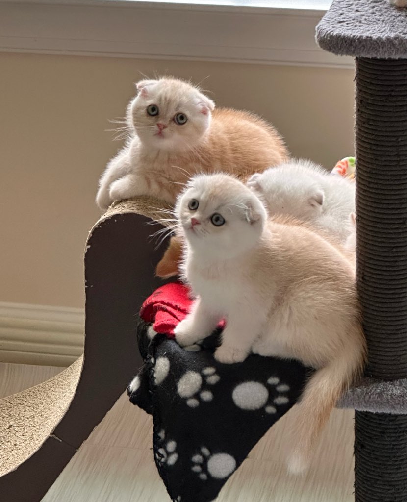 HalcombeL's tweet photo. @HRHTish Laughing. In this house, it’s the wife who doesn’t listen. She exercises that right 24/7.  But the kitties don’t mind. https://t.co/n4pKR1QbQ0