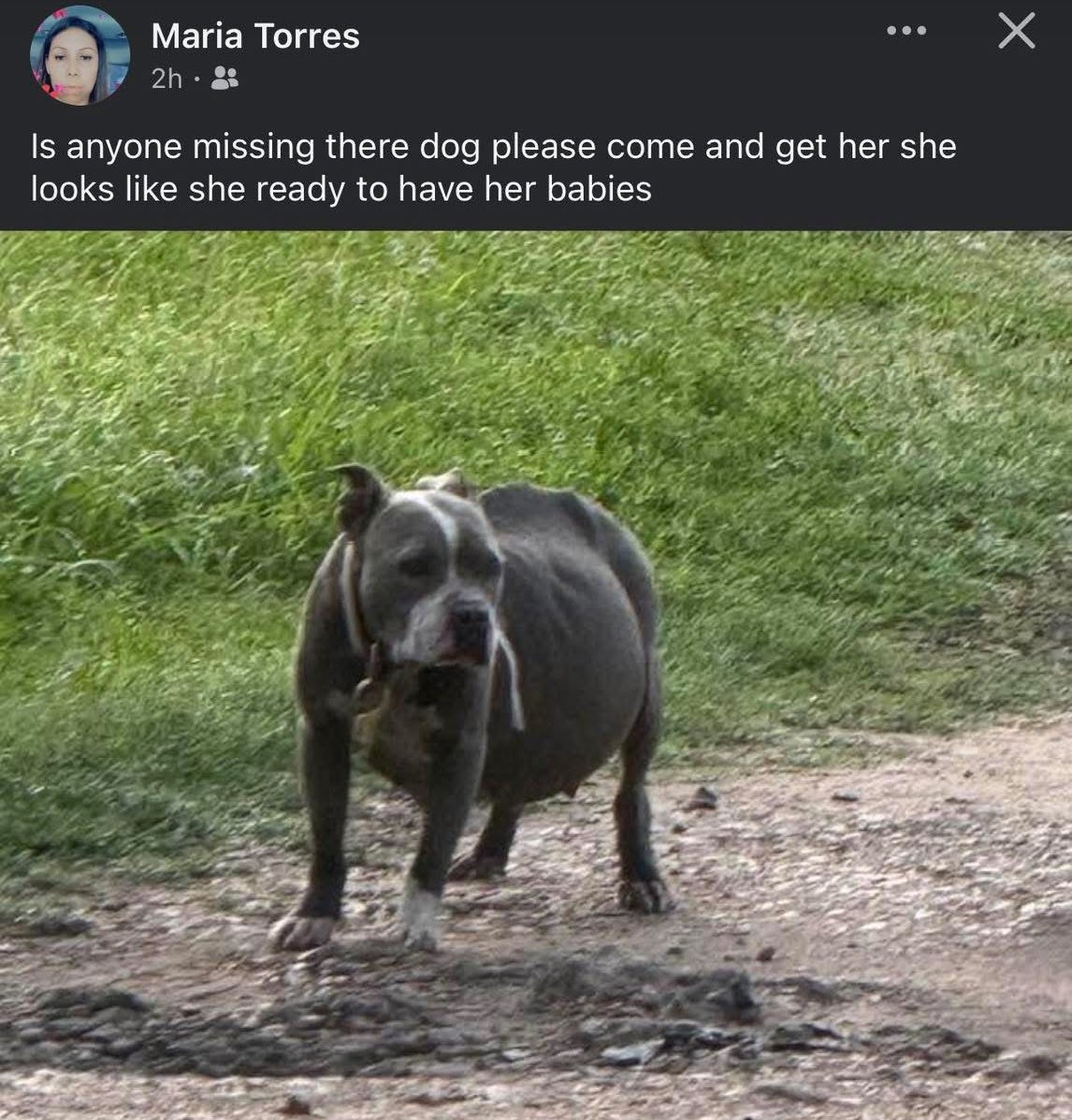 _taysmyoxygen1d's tweet photo. 🆘Please if you can #foster contact her on messenger. The finder took her home but can’t keep her. Latest update she was at the vets.
She might be pregnant but it could also be a serious heart failure &amp; hw💔
#ElCampo #Texas 

https://t.co/8tBIEKr7GV

#PledgeForRescue &amp; vet care🚨 https://t.co/LpRbTtCusE