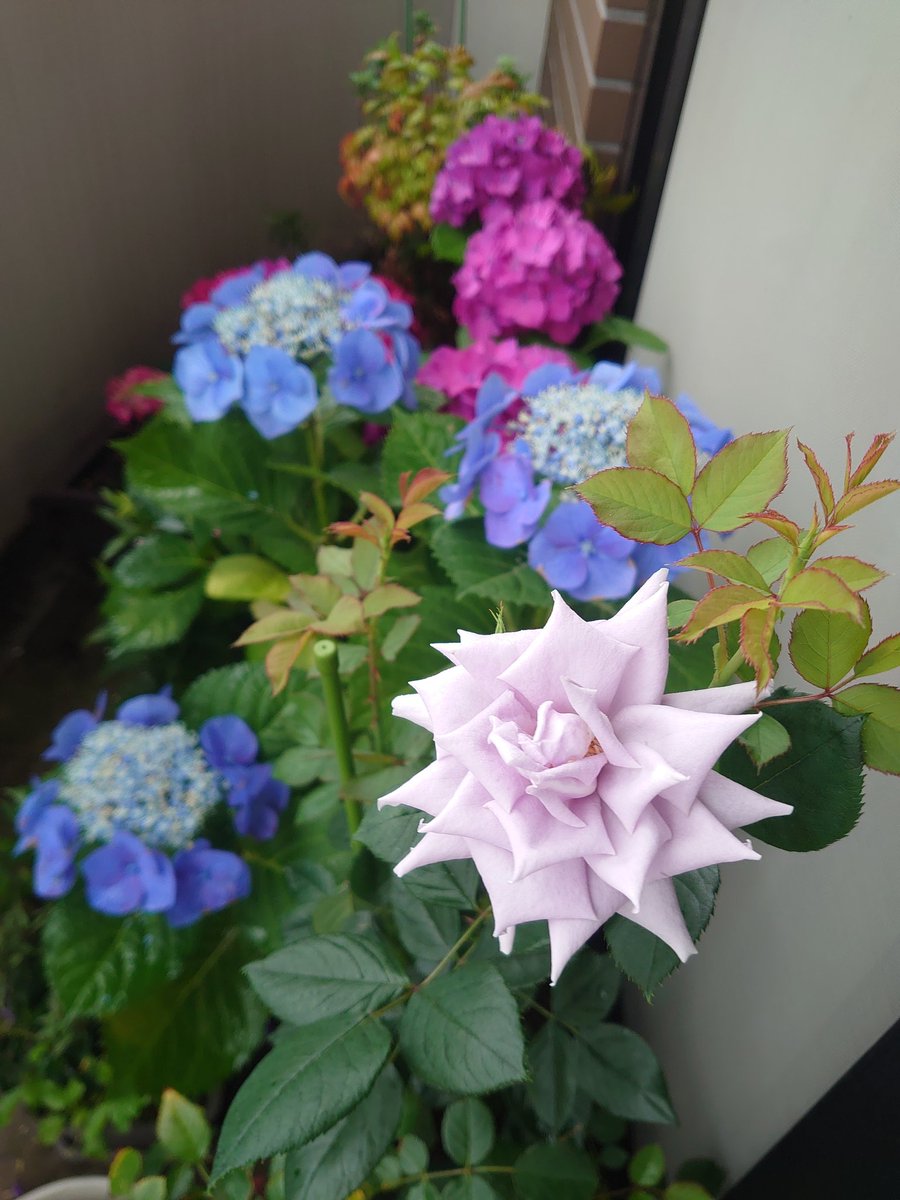 rasetsutai's tweet photo. おはようございます

雨でもベランダの鉢植えにはお水あげないといけないのでお水あげるタイミングで📸
青龍さん新葉がのびてきているし紫陽花の本当のお花が咲いて可愛い💠*

で、ケースの中で両方向から花芽を出した紫式部さんをケースから出して配置換えされた室内植物棚（一部）
凄い緑😂 https://t.co/QY1O9Gds9q
