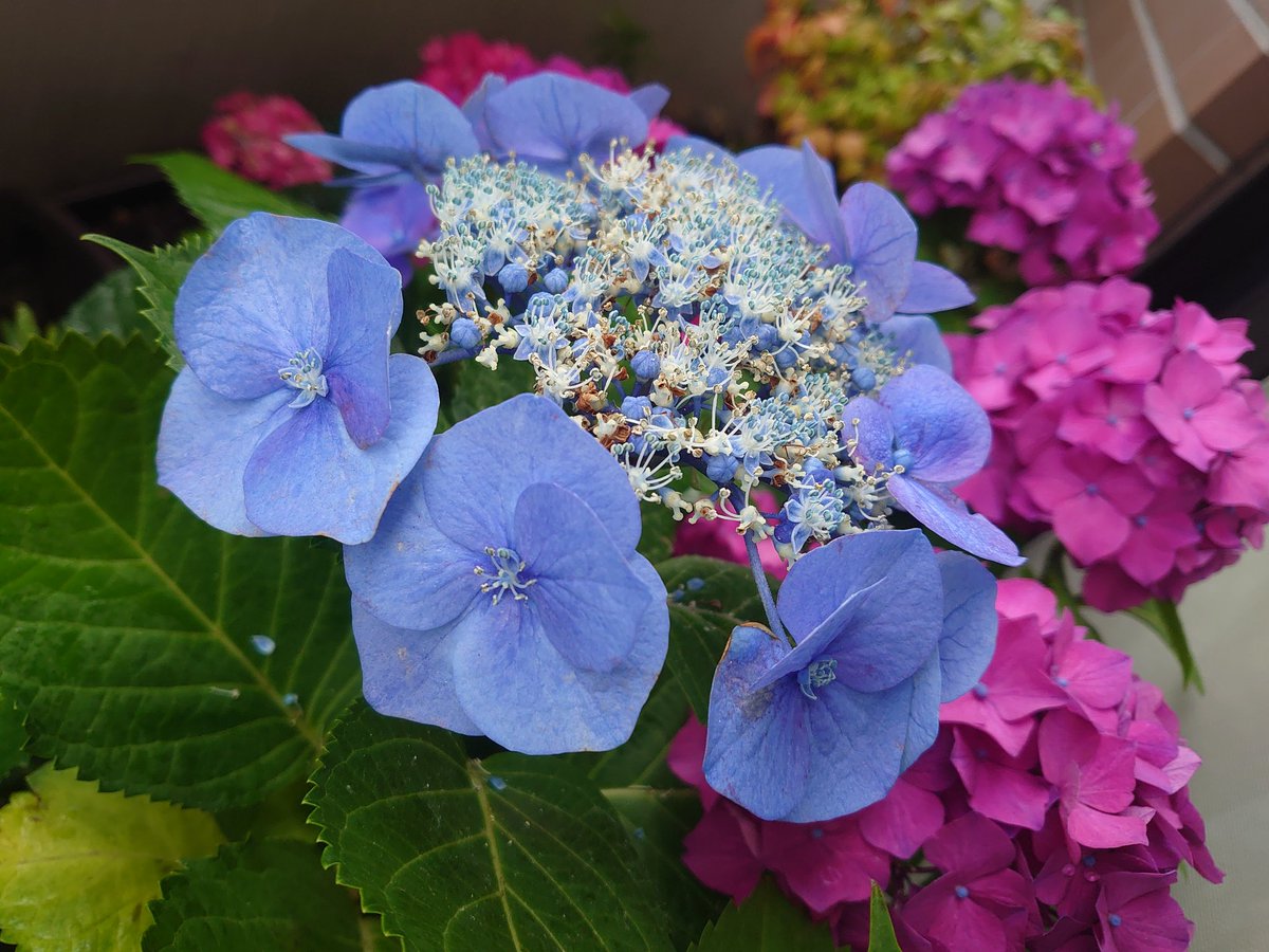 rasetsutai's tweet photo. おはようございます

雨でもベランダの鉢植えにはお水あげないといけないのでお水あげるタイミングで📸
青龍さん新葉がのびてきているし紫陽花の本当のお花が咲いて可愛い💠*

で、ケースの中で両方向から花芽を出した紫式部さんをケースから出して配置換えされた室内植物棚（一部）
凄い緑😂 https://t.co/QY1O9Gds9q