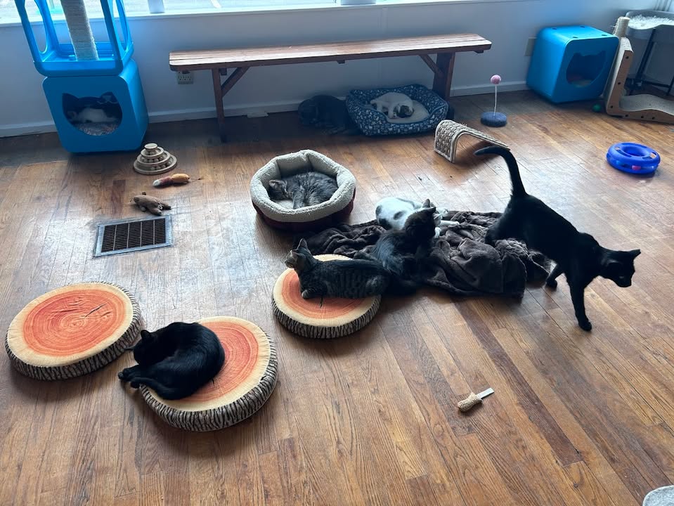 MeWow Cat Cafe tweet media