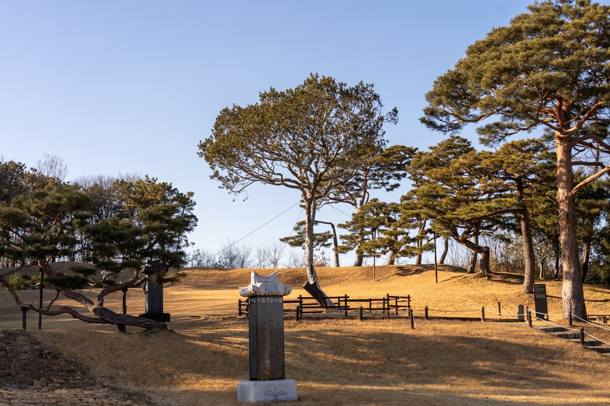 TreeStoryMan's tweet photo. #1/4
https://t.co/d6PWC5uFMi 이 아침의 《나무편지》에는 추사 김정희 선생이 청나라 연경에서 묘목을 가져와 고조부 묘소 앞에 심고 정성껏 키운 2백 년 된 나무, 천연기념물 〈예산 용궁리 백송〉의 이야기를 전합니다. #나무편지 #백송 https://t.co/vW4NU8d0M1
