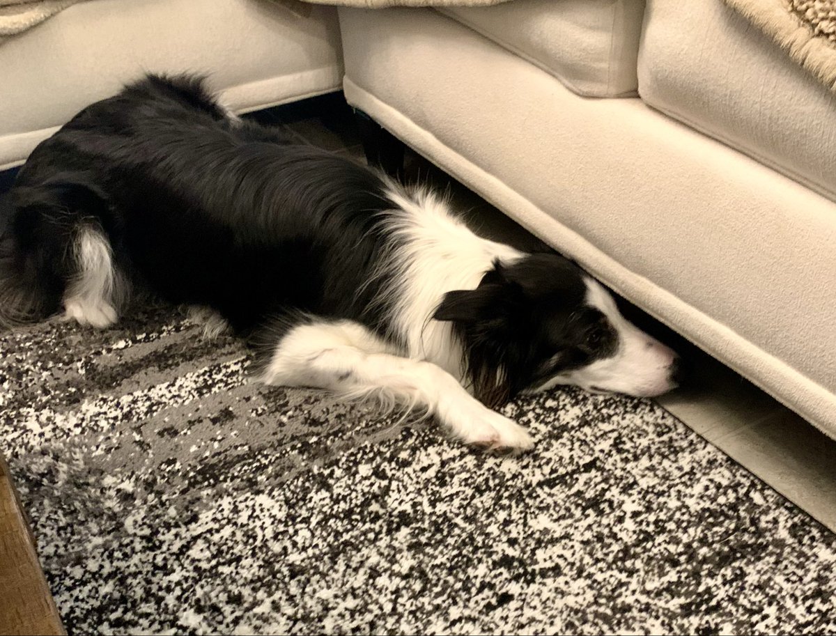 DavidRaymondW's tweet photo. 37th time our Border Collie has sent his ball under the couch today. At least he helps pinpoint it.. https://t.co/0yQBhlokTO