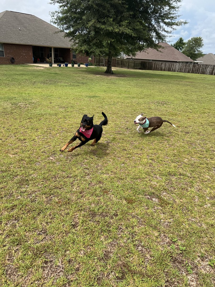 southroy's tweet photo. @GrandeKrebs @RottweilerSquad Yes that’s Miss Ebey‼️🐾🐾The one chasing is Miss LittleBit! https://t.co/heFab8TEri