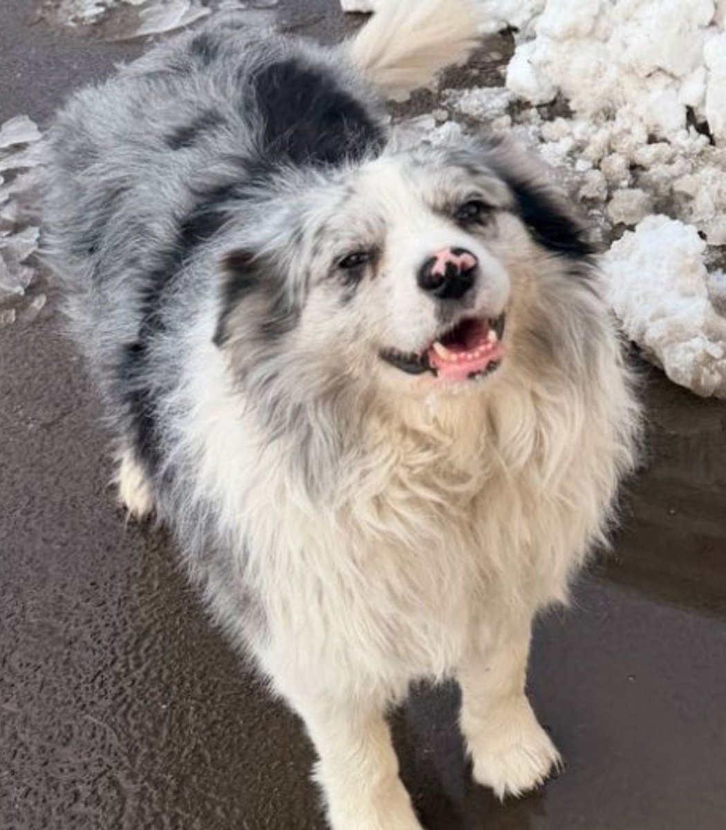 lilsyuuga's tweet photo. @elonmusk Help the dog

ohAmP55kr1M5h7EWNskQaBMV8FAPsvKRKbRmHfWpump https://t.co/MKjH6SuNpr