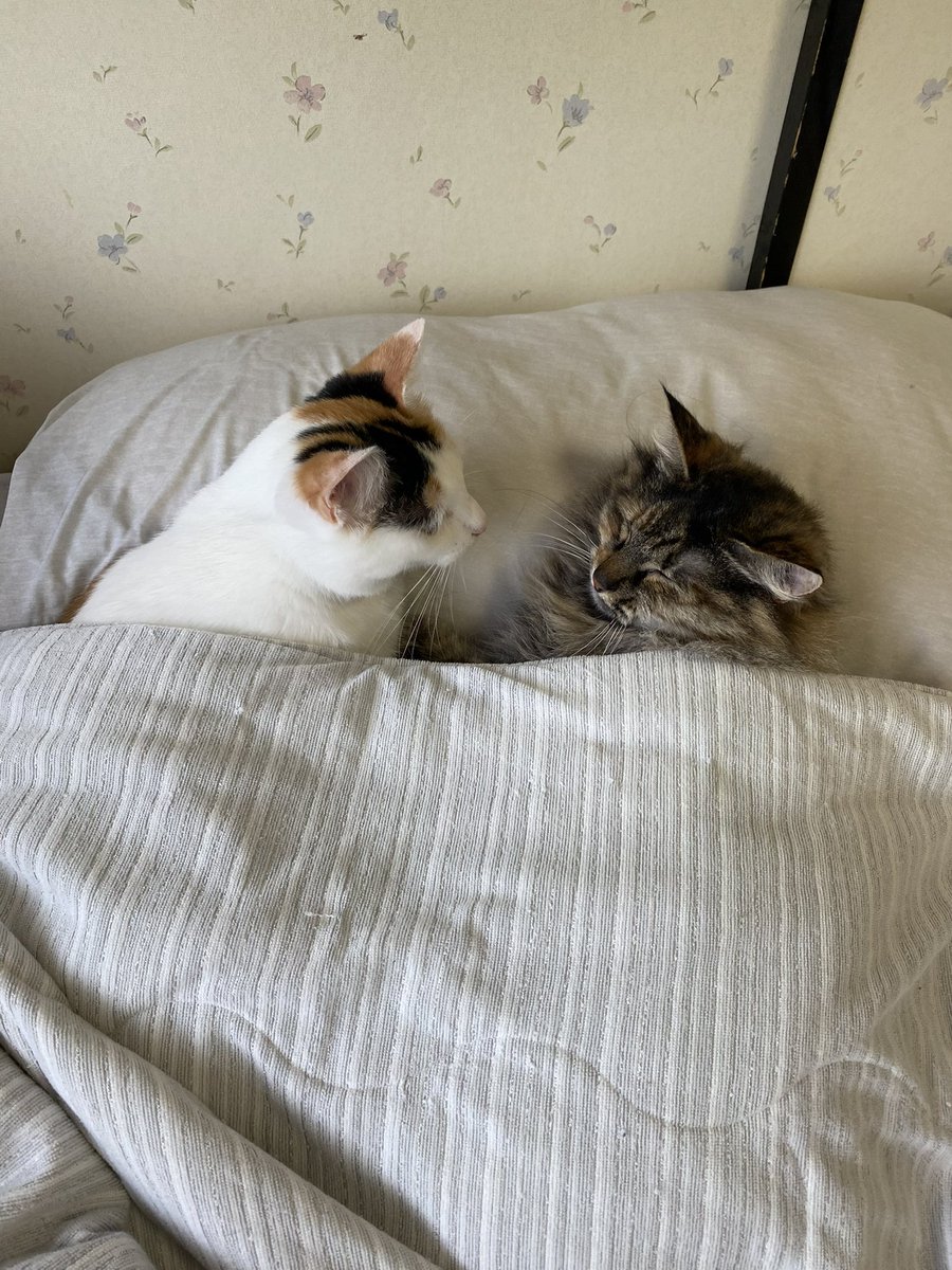 LowBox2022's tweet photo. @Weizen_xxx おはようございます😃

#猫のいるくらし https://t.co/ty0cH2ifGf