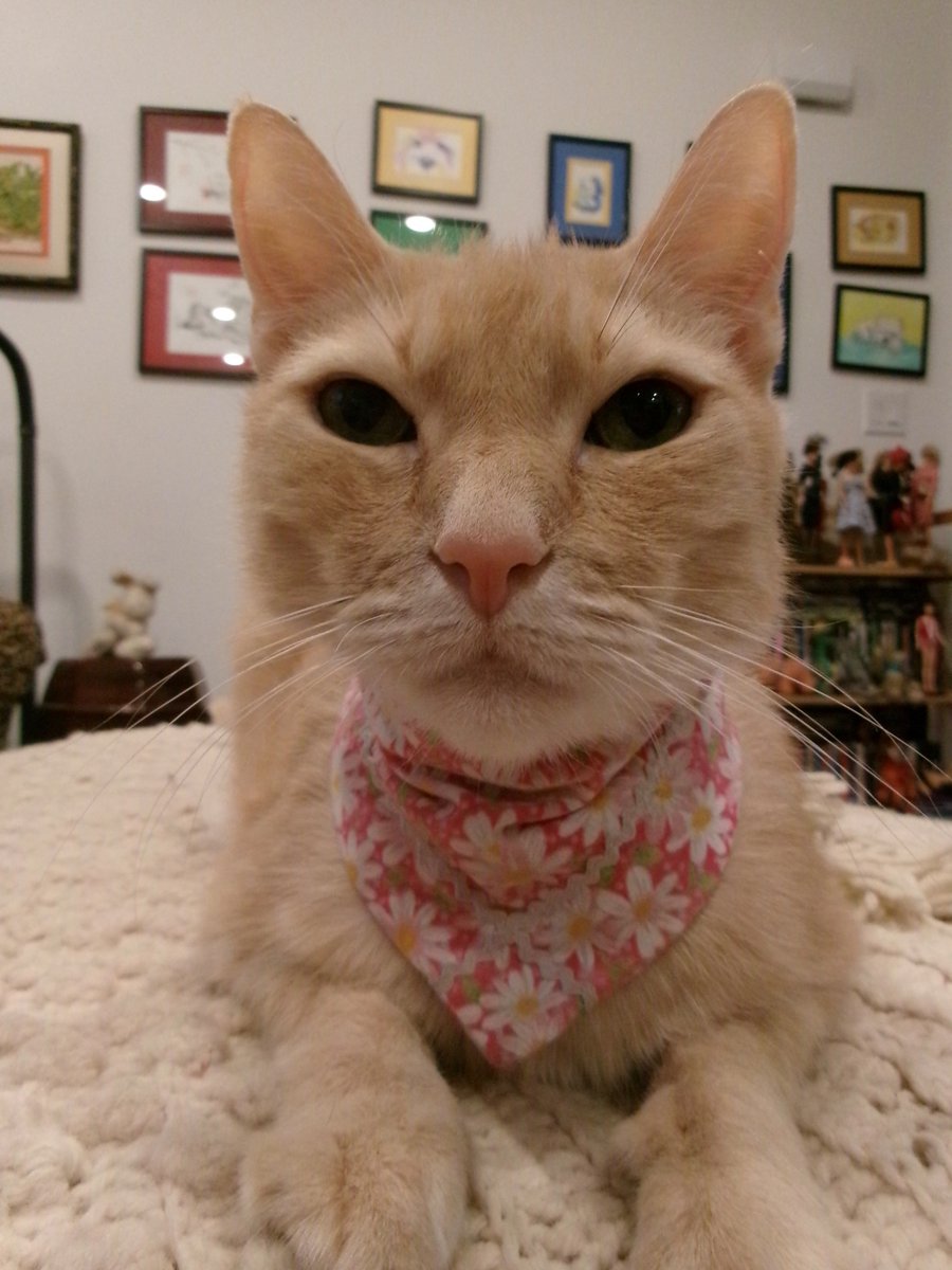 TravisTabbyCat's tweet photo. #sundayselfie time! https://t.co/zDNefyTBRH https://t.co/fRkcgHR5dj