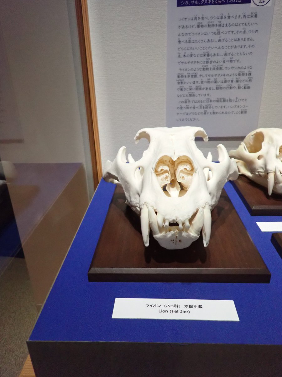 【公式】麻布大学 いのちの博物館 tweet media