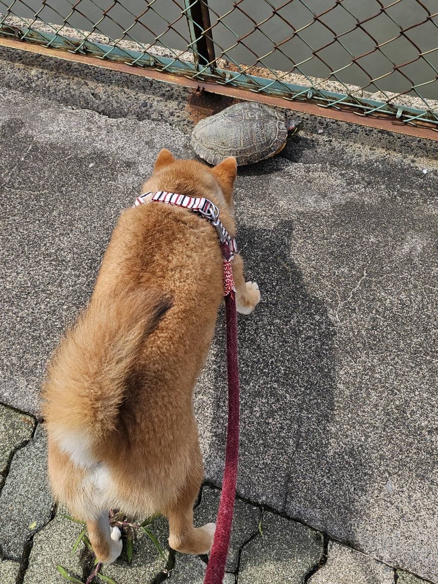 48931_'s tweet photo. 昨日の朝に犬と亀が邂逅した写真
犬が鼻で亀をつんつんして亀が引っ込む、少し経ったら亀が顔出す、犬がそれをつんつんしてまた引っ込む、ってくだり1億回やってたらしい 可愛すぎるけど噛まれなくてよかったね……危ないよ……😭 https://t.co/l1Ym408TGL