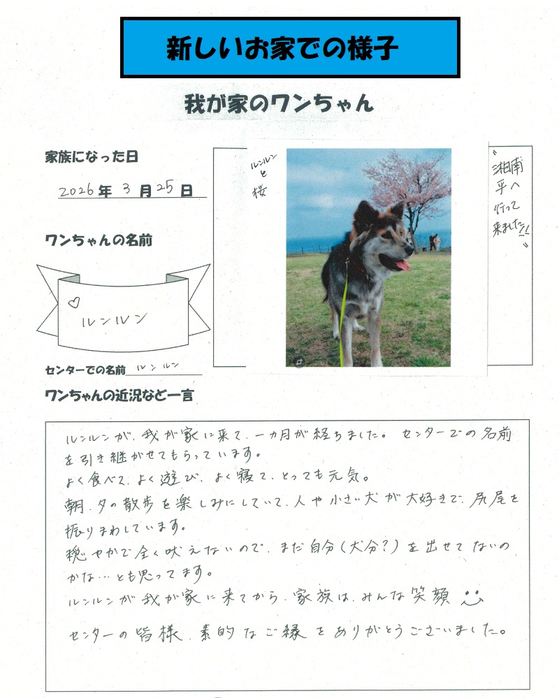 AC_kanagawa's tweet photo. みなさん、こんにちワン！
今日は新しい飼い主さんからのおたよりを紹介するね。

新しい飼い主さん、ありがとう！

#保護犬　#新しい飼い主さん決定　#譲渡　#神奈川県動物愛護センター https://t.co/Su0sl0rte0