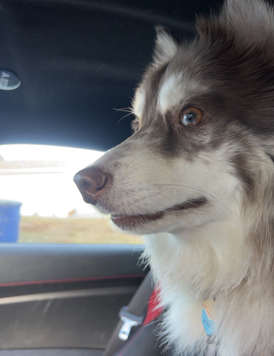 ToToChopp's tweet photo. @basedondennis two cars in two pics of my dog https://t.co/bSImddu4Pu