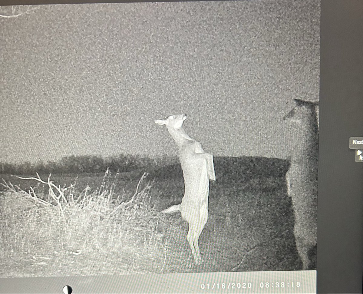 67_Stu's tweet photo. @bushcamp2 Whitetails get bossy too !! https://t.co/uAk9mW2kXP
