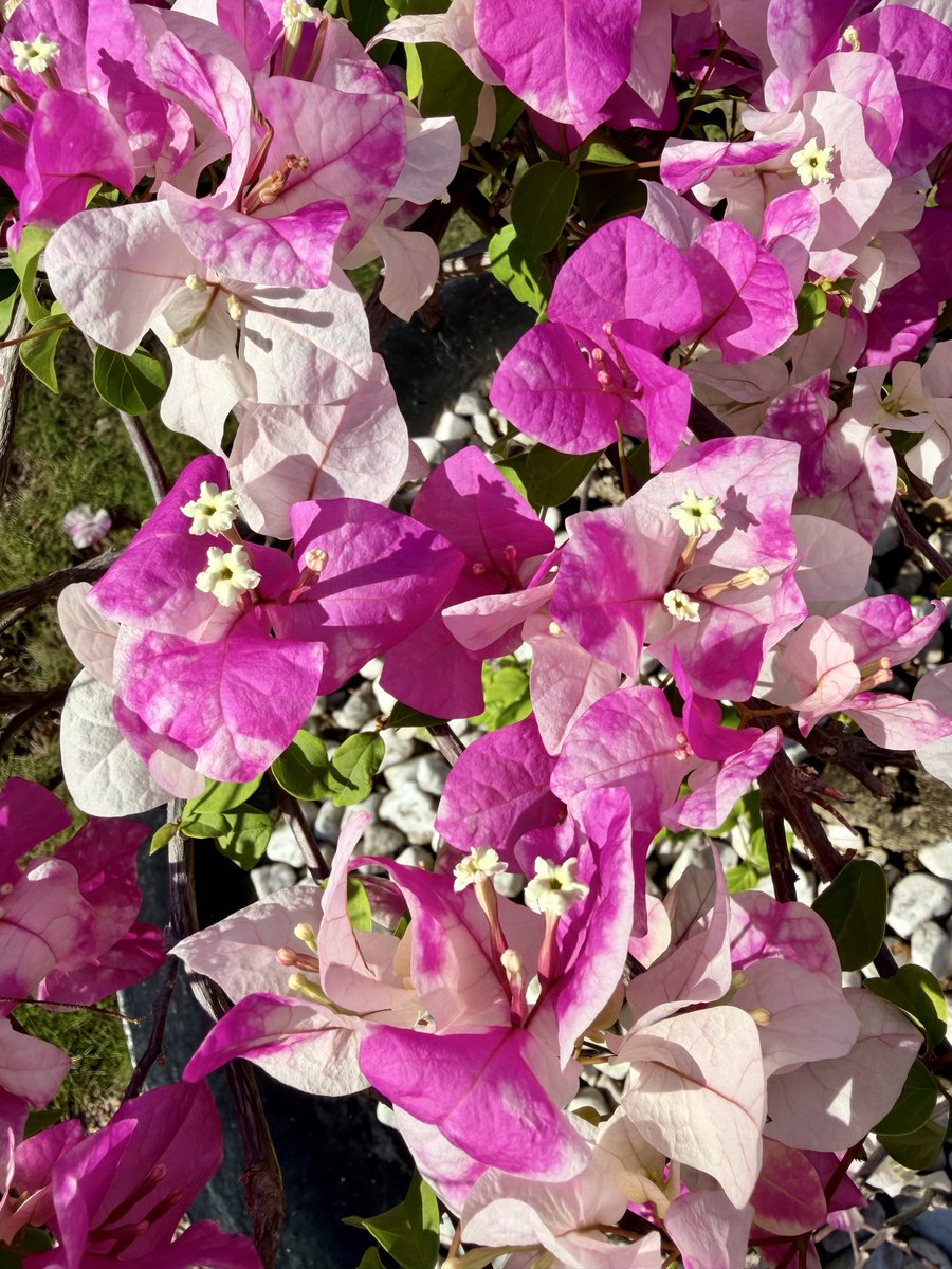 NovaSloof's tweet photo. Bonsai bougainvillea @ digs, and table adornment @ brekker. Lots of flowers here. #AtmosphereResort #Philippines #OceanSwimSafaris https://t.co/GcvIthA2IE