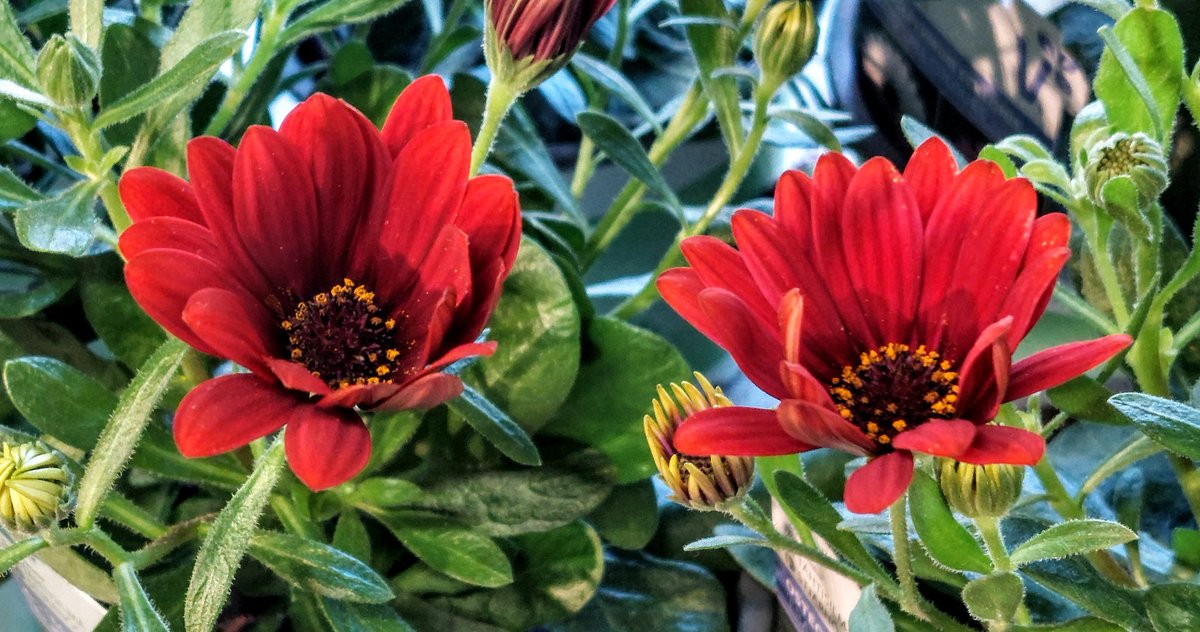 AlbertoBackmanX's tweet photo. 🌼☘️🌼🌼 https://t.co/vW23bJAbgf