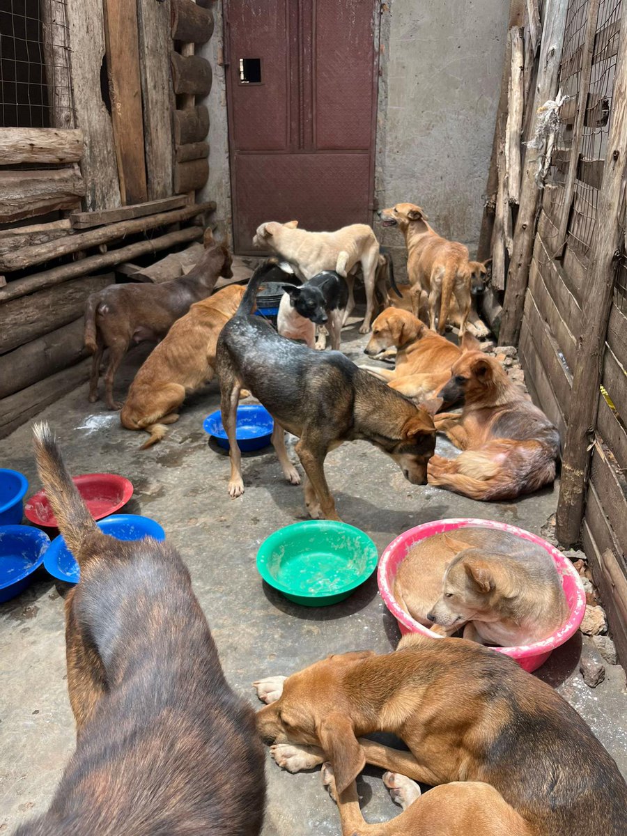 STRAYLIVESadsr's tweet photo. Hello Family, please share our to others so that we can get help for the shelter for our dogs, 1SHARE =DAILY MEAL

#Doglovers
#DogMeatTrade https://t.co/ydVXgwyeOX