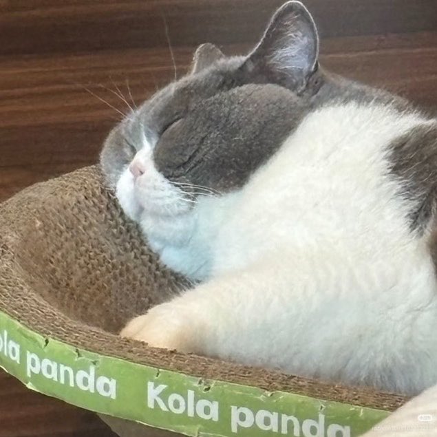 sokified's tweet photo. eepy cat https://t.co/10hOxOstTY