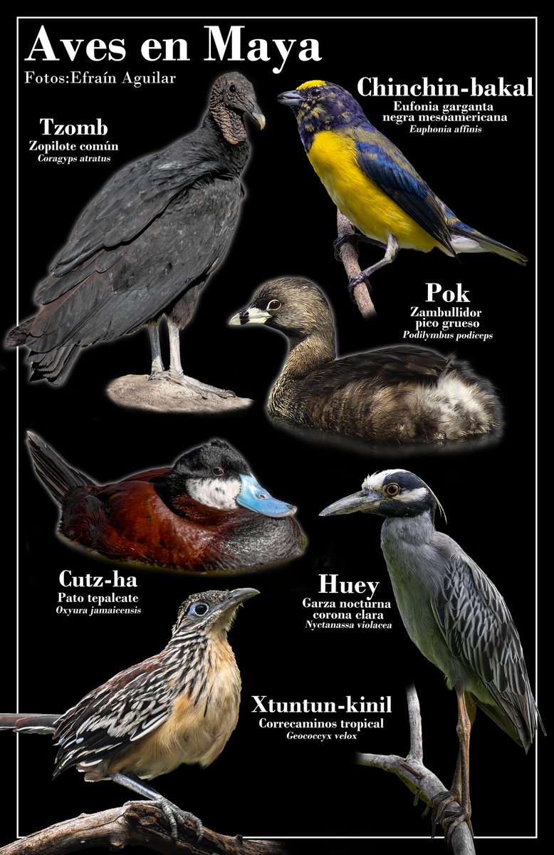 EfranOctavio1's tweet photo. Segunda parte de las aves en Maya, por ahora sólo he hecho estos dos ya que me faltan fotos para hacer más pósters de este tipo https://t.co/62mfZMDl9p