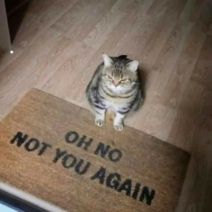 Cats_ooc's tweet photo. https://t.co/jS68tOvW8C