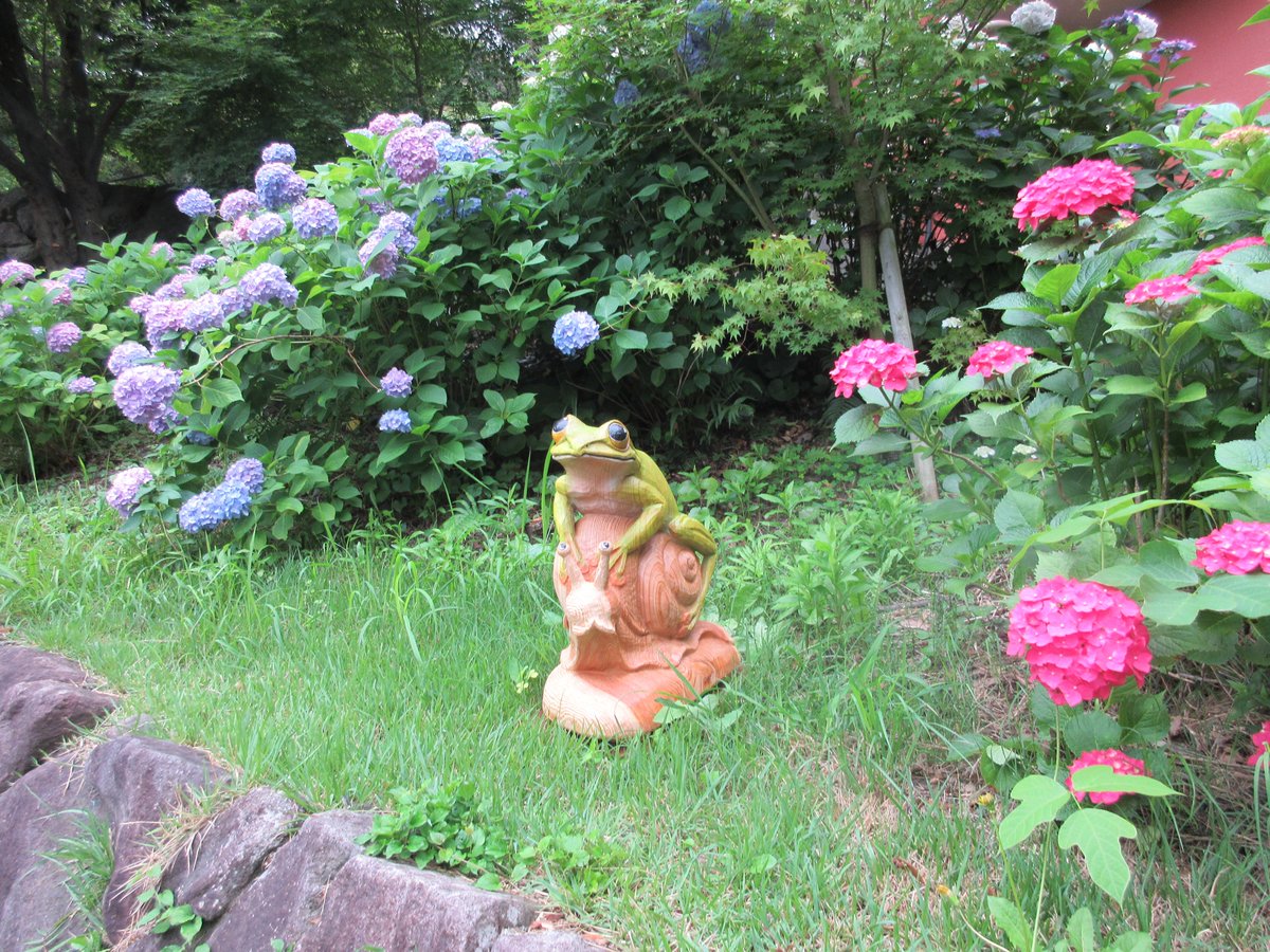 itozu_zoo's tweet photo. 【僕を探してね】
６月８日(月)現在のアジサイの開花状況は７分咲きです🐸
＃到津の森公園　＃アジサイフェア　＃僕を探してね https://t.co/GGqO3vOpiJ