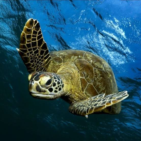 fascinatingonX's tweet photo. 🚨GOOD NEWS: The Green Sea Turtle is no longer considered an Endangered Species https://t.co/MwZ5ilMT1E