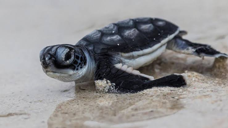 fascinatingonX's tweet photo. 🚨GOOD NEWS: The Green Sea Turtle is no longer considered an Endangered Species https://t.co/MwZ5ilMT1E