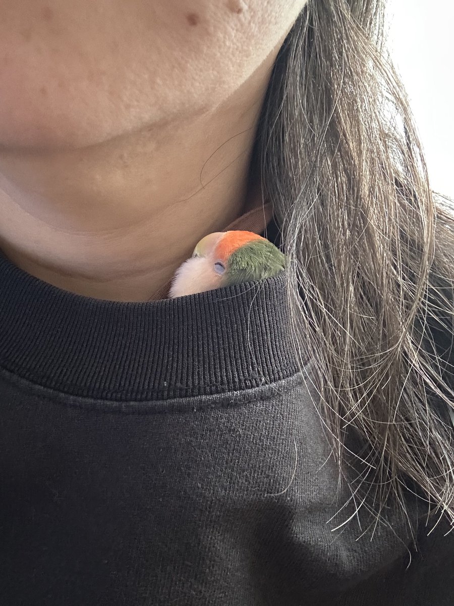 gichan_ohayo's tweet photo. 今日も寒いから定位置にいる。

#コザクラインコ　
#うなぎ https://t.co/1zjojQxEVo