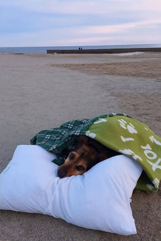 MarcelloCresce2's tweet photo. Un addio colmo d’amore. Greta, dolcissima cagnolina di quindici anni, ha vissuto il suo ultimo giorno dopo una lunga malattia e il suo proprietario ha deciso di portarla nella spiaggia dei loro ricordi più felici per un ultimo saluto. https://t.co/MUd169DfC2