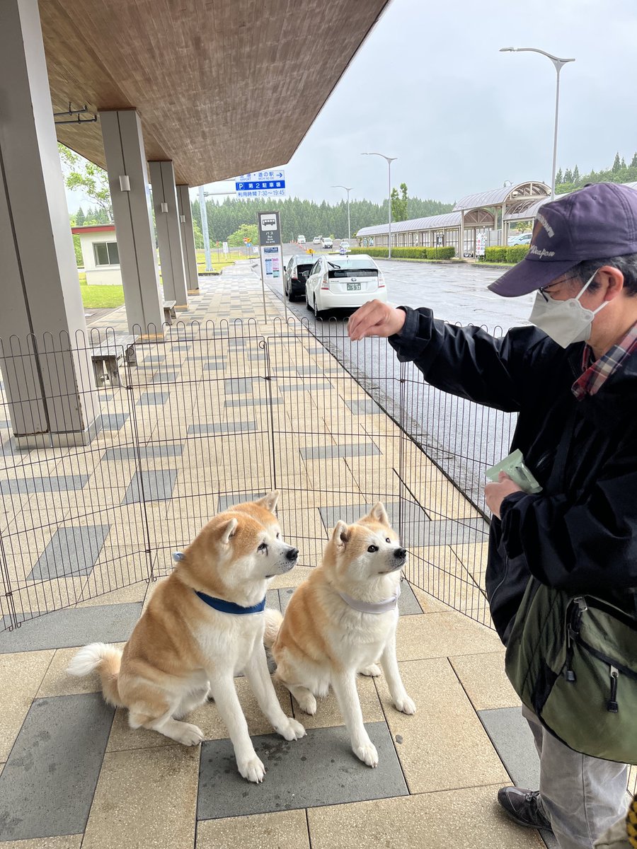 onj_airterminal's tweet photo. ✈️2026.6.8
秋田犬に出会える空港「大館能代空港」では『8』のつく日の午前便のお客様を『あきたいぬ大館能代空港長』がお出迎えしてくれます。💕🤗

🐾空港長プロフィール
煉翠(れんすい・男の子)、月花(るか・女の子)
どちらも2021.5.23生まれ、赤毛

#ana #akita #秋田犬 #秋田県 #大館能代空港 https://t.co/SBJBChhh0r