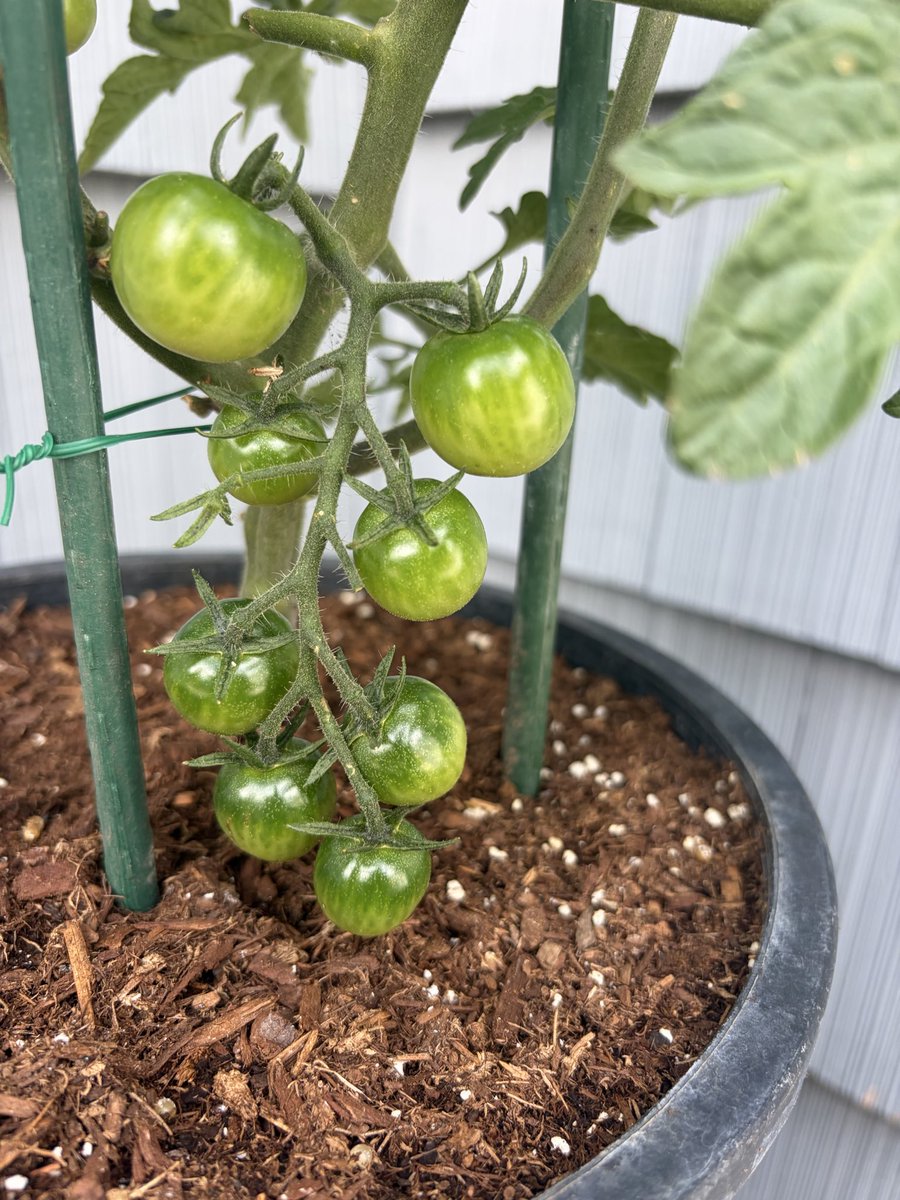 BendFoodie's tweet photo. Already got tomatoes poppin’ https://t.co/M5taod4uR2